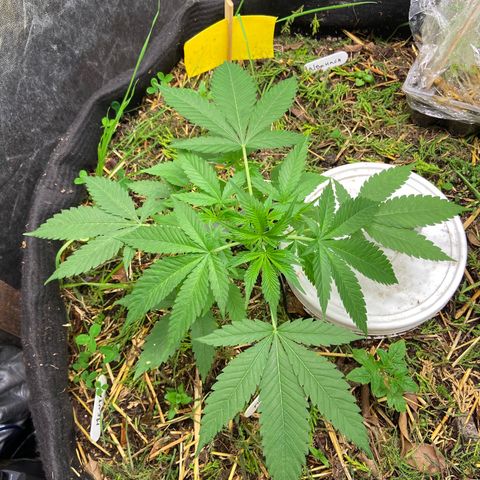 Guarani growlog timeline photo