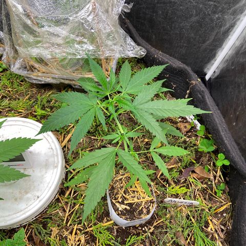 Amnesia growlog timeline photo