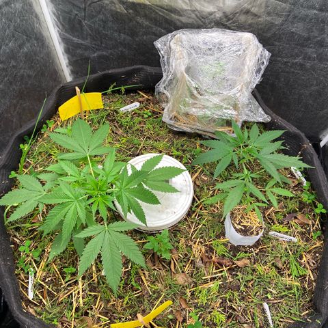 Suelo vivo 300lts growlog timeline photo