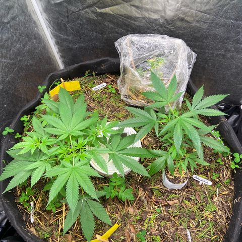 Suelo vivo 300lts growlog photo: 14:30hs
Lst
Poda