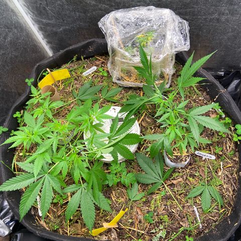 Suelo vivo 300lts growlog photo: 14:30hs
Lst
Poda