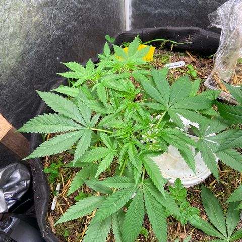 Guarani growlog photo: 00:05hs