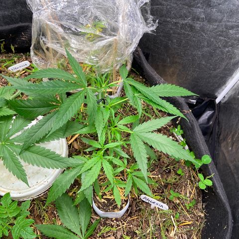 Amnesia growlog photo: 00:05hs