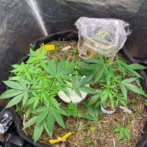 Suelo vivo 300lts growlog photo: 00:05hs