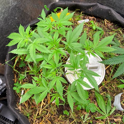 Guarani growlog photo: 00:10hs