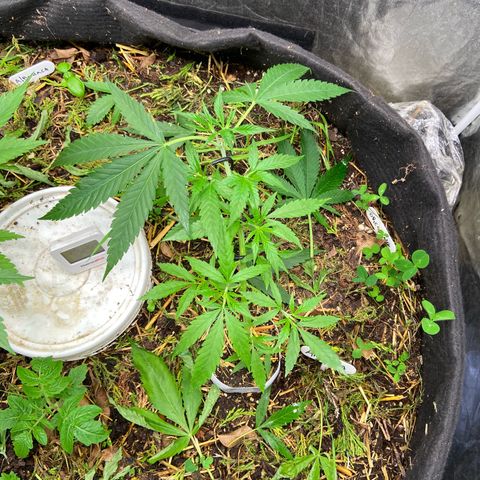 Amnesia growlog photo: 00:10hs