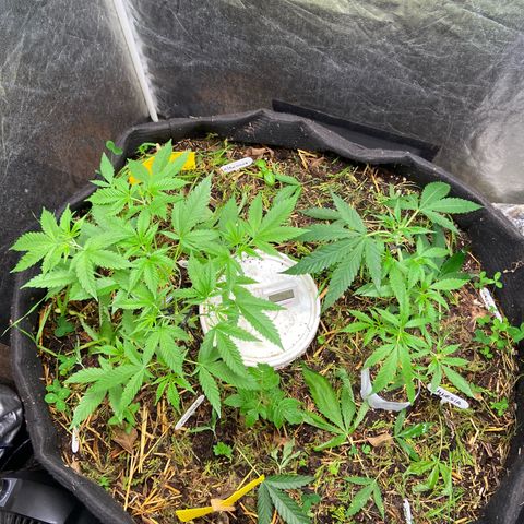 Suelo vivo 300lts growlog photo: 00:10hs