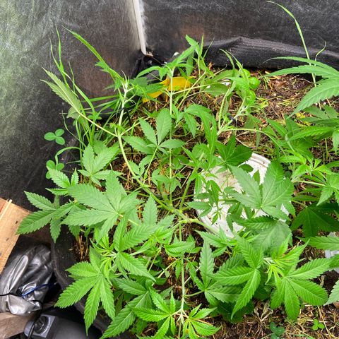 Guarani growlog photo: 21hs