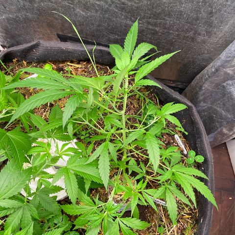 Amnesia growlog photo: 21hs