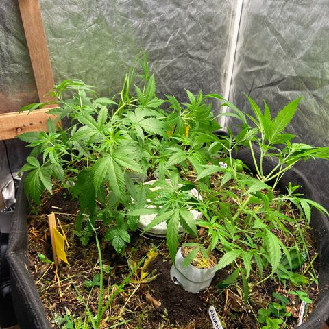Suelo vivo 300lts growlog photo: 21hs