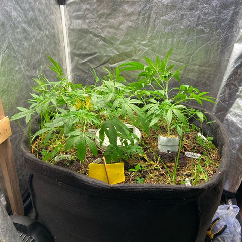 Suelo vivo 300lts growlog photo: 21hs