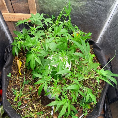 Suelo vivo 300lts growlog photo: 21hs