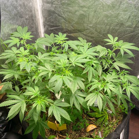 Guarani growlog photo: Previo a poda preflora