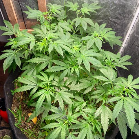 Guarani growlog photo: Previo a poda preflora