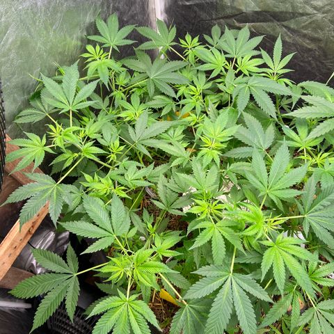 Guarani growlog timeline photo