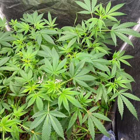 Amnesia growlog timeline photo