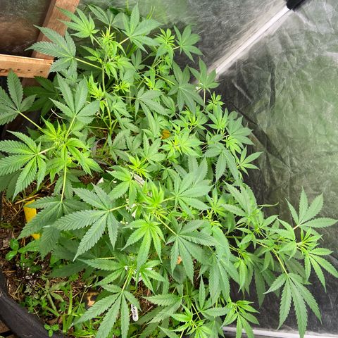 Suelo vivo 300lts growlog timeline photo