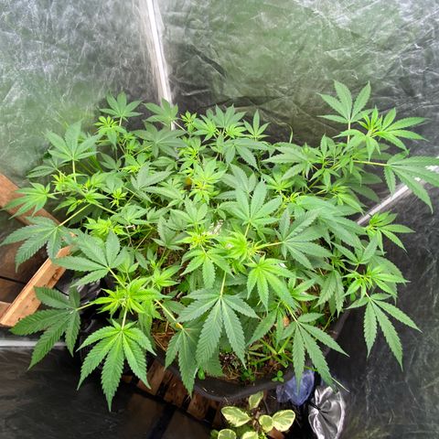 Suelo vivo 300lts growlog timeline photo