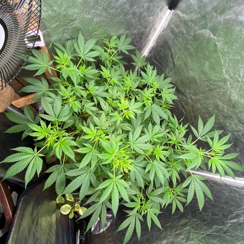 Guarani growlog photo: Poda en 7 dia preflora