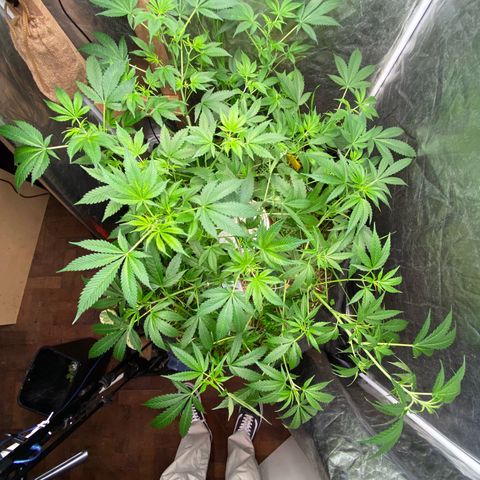 Guarani growlog photo: Poda en 7 dia preflora