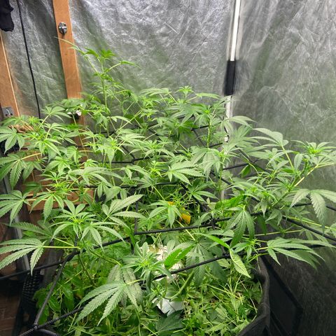 Guarani growlog timeline photo