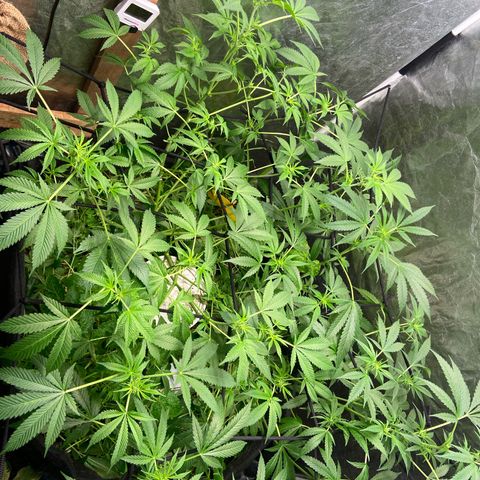 Guarani growlog photo: 22:28hs