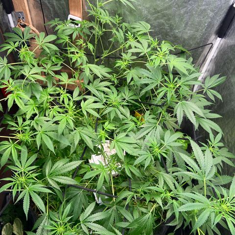 Guarani growlog timeline photo