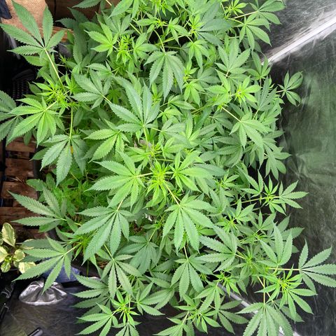 Guarani growlog timeline photo