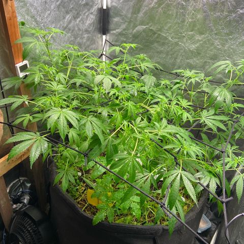 Guarani growlog timeline photo