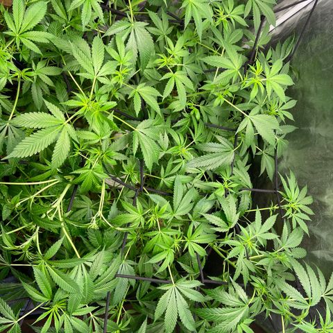 Guarani growlog timeline photo