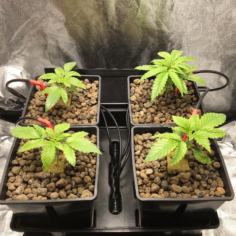 Blue Gelato 41 growlog timeline photo
