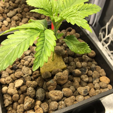 Blue Gelato 41 growlog timeline photo