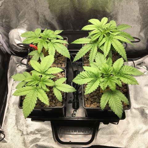 Blue Gelato 41 growlog timeline photo