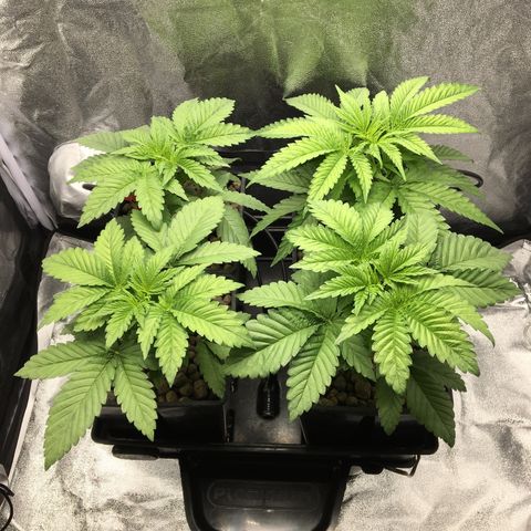 Blue Gelato 41 growlog timeline photo