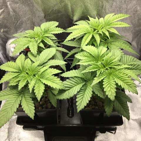 Blue Gelato 41 growlog timeline photo