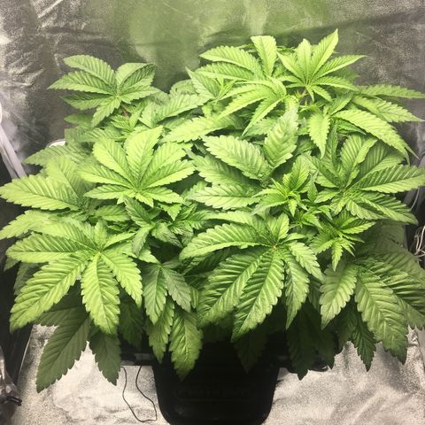 Blue Gelato 41 growlog timeline photo