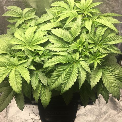 Blue Gelato 41 growlog timeline photo