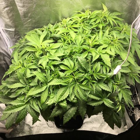 Blue Gelato 41 growlog timeline photo