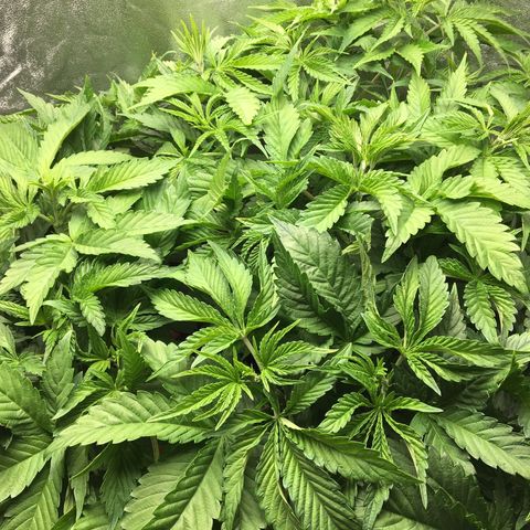 Blue Gelato 41 growlog timeline photo