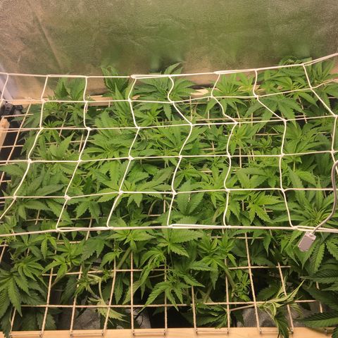 Blue Gelato 41 growlog timeline photo