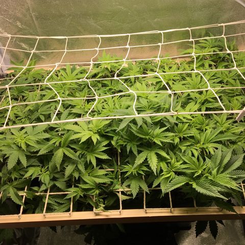 Blue Gelato 41 growlog timeline photo