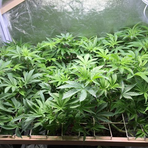 Blue Gelato 41 growlog timeline photo