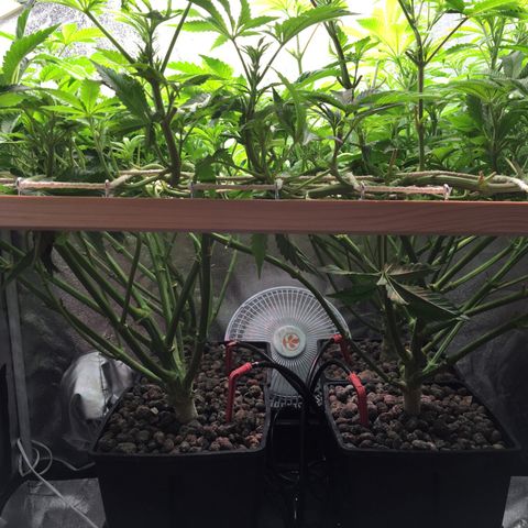 Blue Gelato 41 growlog timeline photo