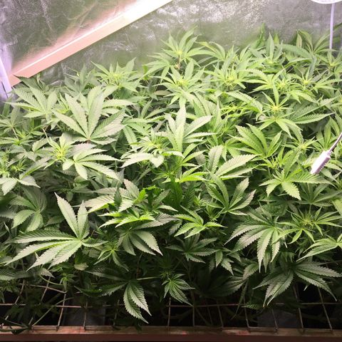 Blue Gelato 41 growlog timeline photo