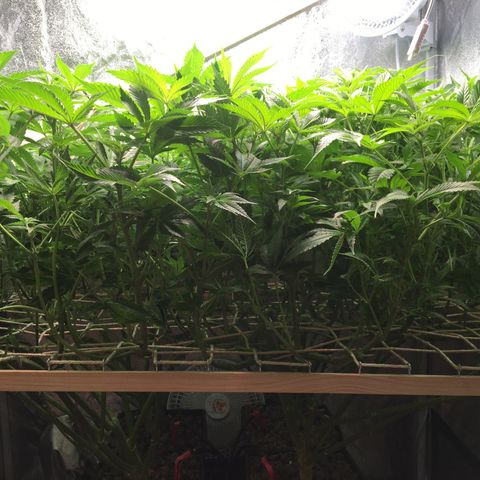 Blue Gelato 41 growlog timeline photo