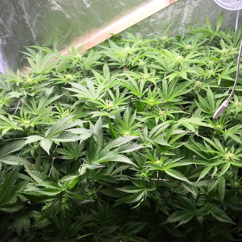 Blue Gelato 41 growlog timeline photo