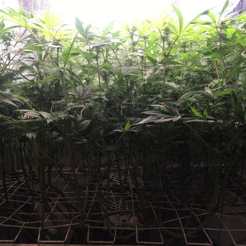 Blue Gelato 41 growlog timeline photo