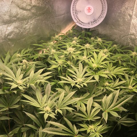 Blue Gelato 41 growlog timeline photo