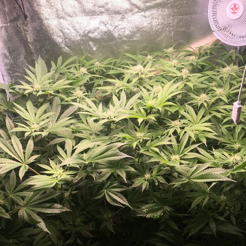 Blue Gelato 41 growlog timeline photo
