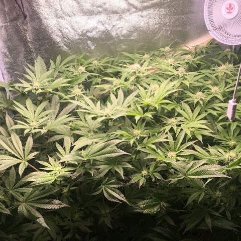 Blue Gelato 41 growlog timeline photo